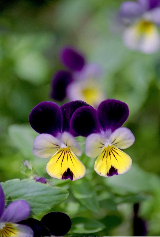 Viola Tricolor