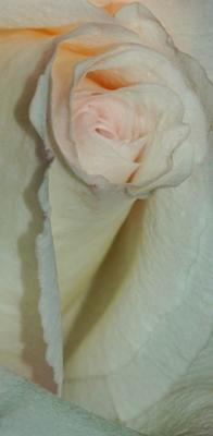 Petal Soft  September 1