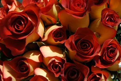 u41/donna_lear/medium/33461288.Roses.jpg