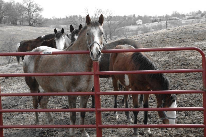 horses