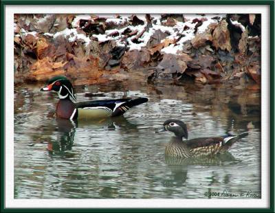 Pond Life ~ WV ~ 2003-2004