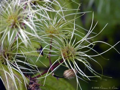Virgin's Bower; Devil's Needles