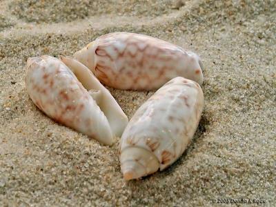 Netted Olive Shells,approx 1 L