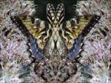 Swallowtail Butterfly