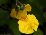 Touch-me-not; Jewelweed