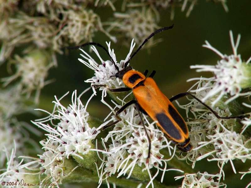 <b>Leatherwinged Beetle