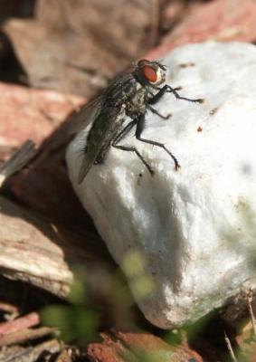 Fly on Stone
