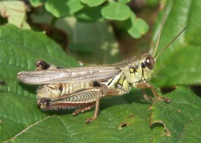 Hopper on Leaf