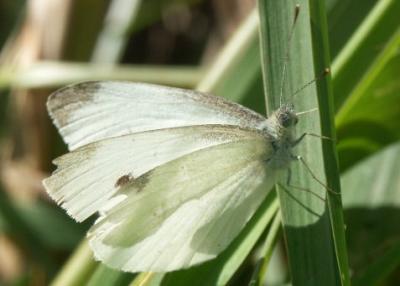 Green Mothra