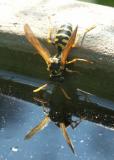 Wasp Reflection