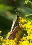 Hopper in Yellow