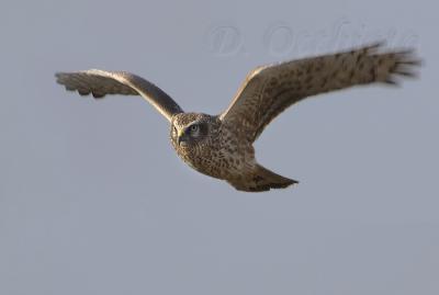 Hen Harrier (Circus cyaneus)