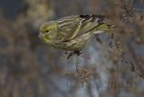 European Serin (Serinus serinus)