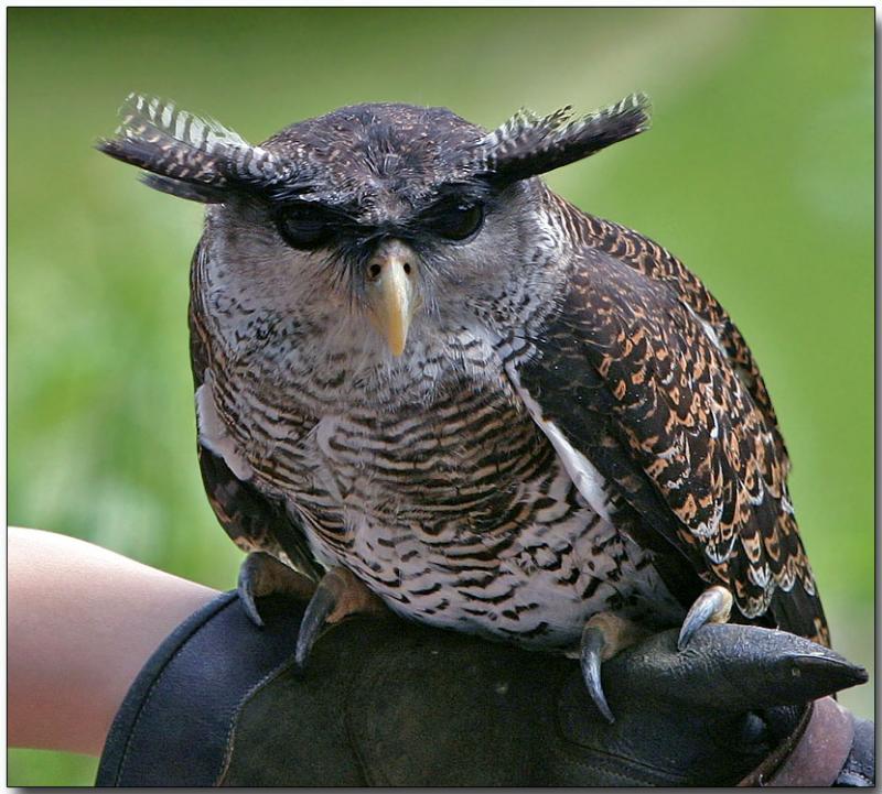 Spot-bellied Eagle-owl