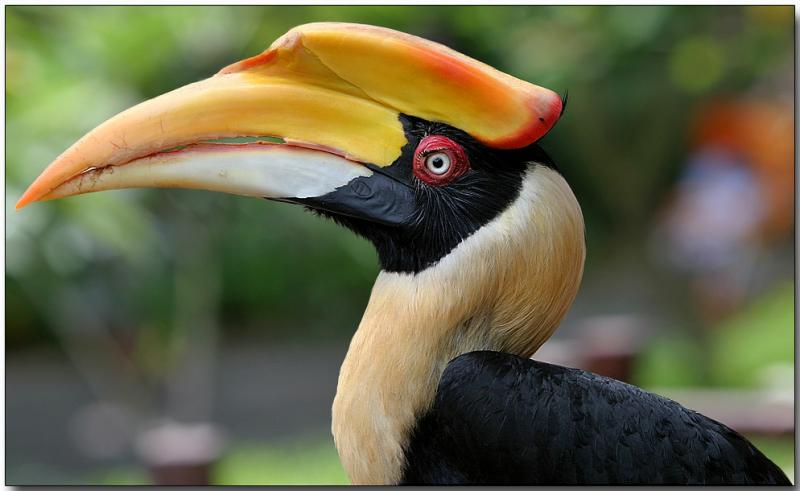 Great Hornbill