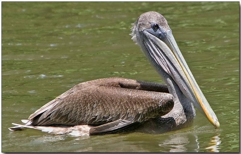 Pink-backed Pelican