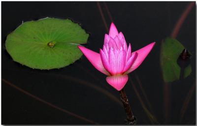 Water lilly at dusk, Bombay