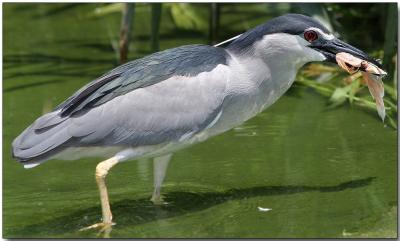 Black-crowned Night Heron - lunchtime