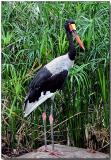 Saddle-billed Stork