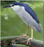 Black-crowned Night Heron