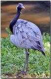 Demoiselle Crane