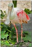 Roseate Spoonbill