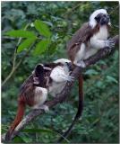 Cotton-top Tamarins with young