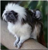 Cotton-top Tamarin with young
