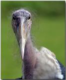 Marabou Stork