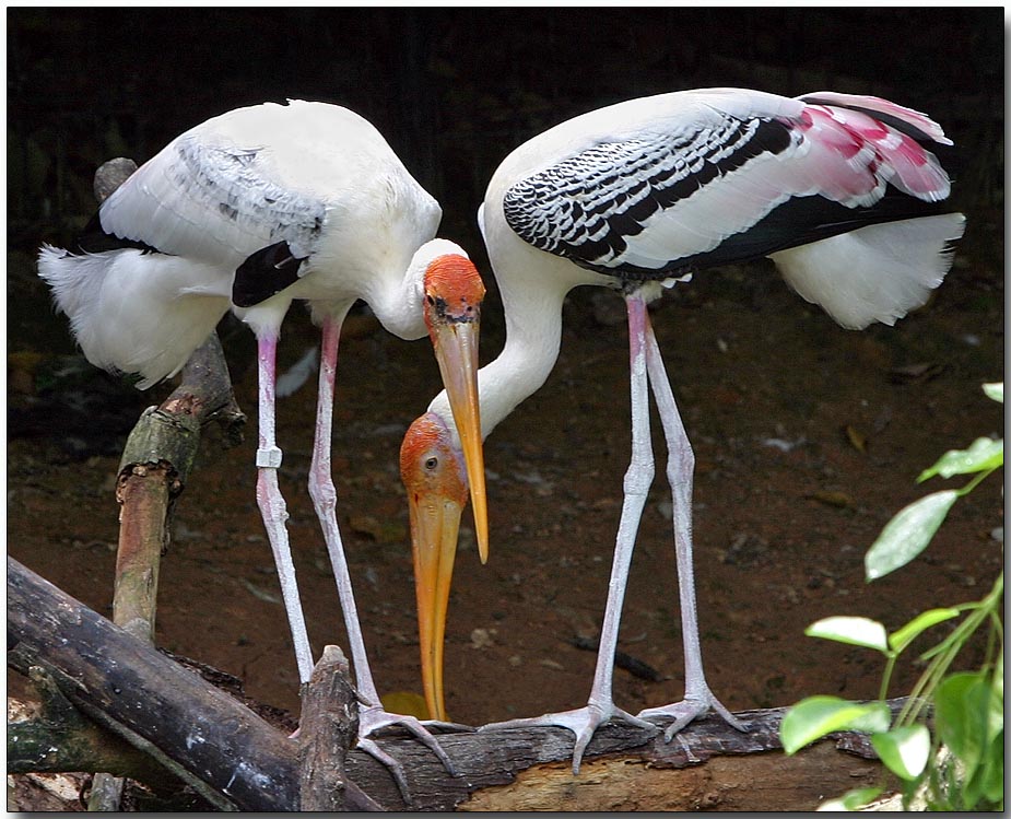 Painted Storks