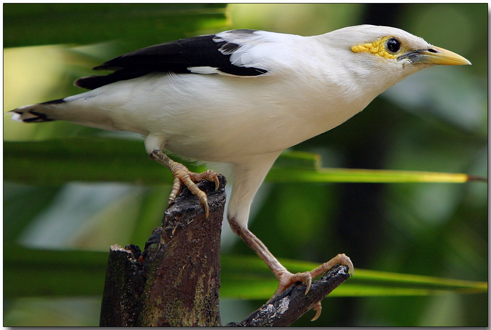 Black-winged Starling - female