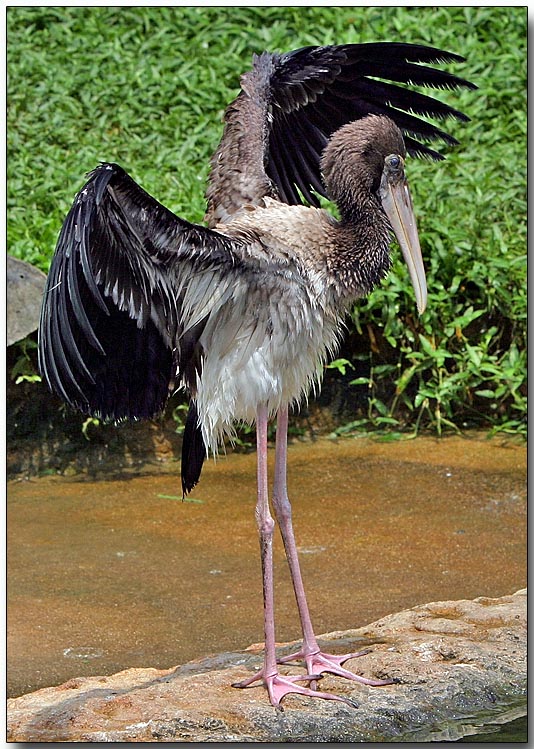 Painted Stork - juvenile