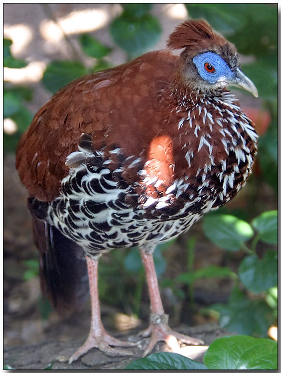 Vieillots Crested Fireback - female