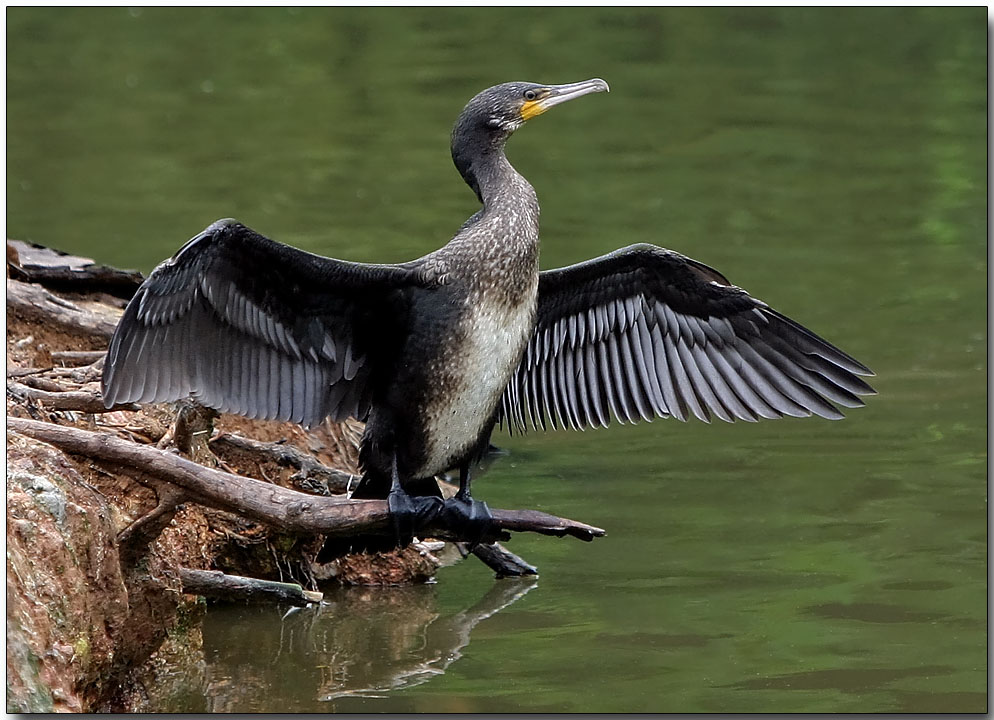 White-breasted Cormorant