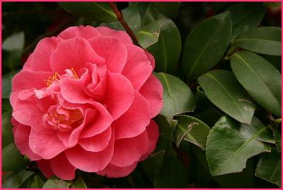 Camelia in Pink