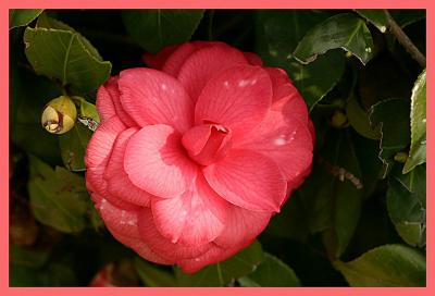 Camelia and a Bud