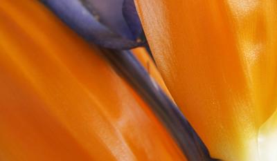 Bird of Paradise