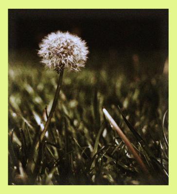 Dandelion in Moonlight