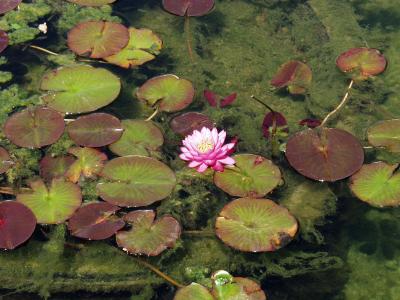 Water lily 1.jpg