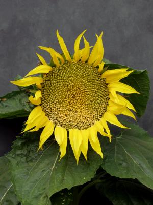 Sun flower.jpg