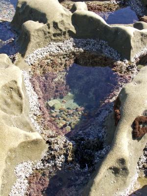 Tide Pool.jpg