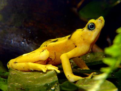 Panamanian Golden Frog 01 lo.jpg