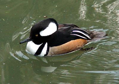 Hooded Merganser 02 lo.jpg