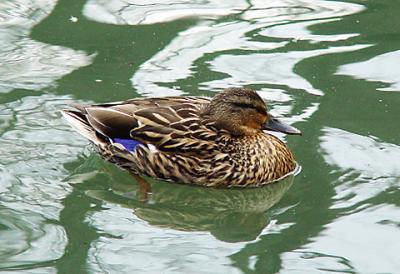 Mallard female 07 lo.jpg