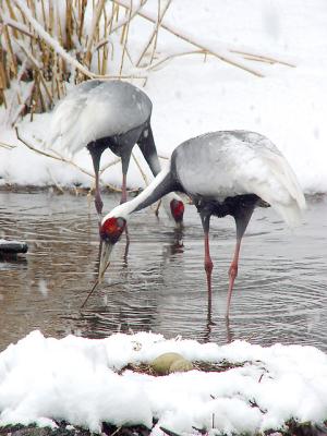 White-naped Crane 18 lo.jpg