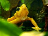 Panamanian Golden Frog 02 lo.jpg