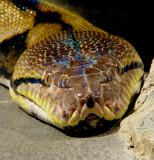 Reticulated Python 01 lo.jpg