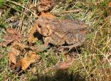 Toad