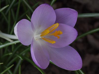 crocus020405.jpg