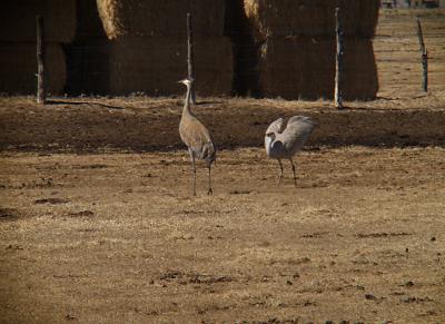 Barnyard Dancers.jpg